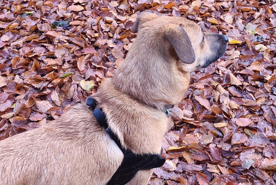 Fundmeldung Hund rassenmischung Weiblich Saint-Léger-sous-Beuvray Frankreich