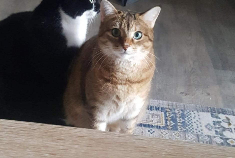 Vermisstmeldung Katze  Weiblich , 2 jahre Ballancourt-sur-Essonne Frankreich