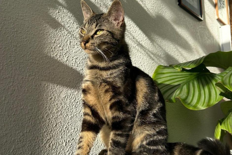 Alerta de Desaparición Gato  Hembra , 2 años Chécy Francia