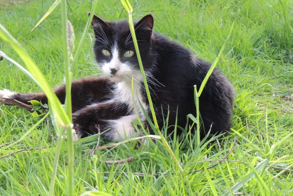 Alerta de Desaparición Gato Macho , 12 años La Lande-Patry Francia