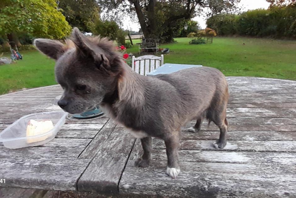 Alerta de Hallazgo Perro  Hembra Saint-Loup-des-Vignes Francia