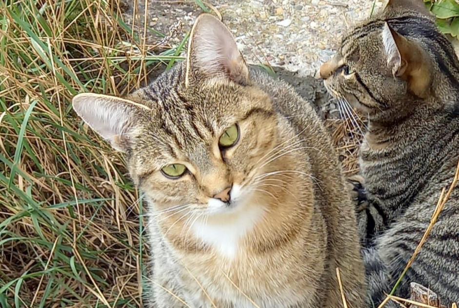 Alerte Disparition Chat Femelle , 2 ans Holtzheim France