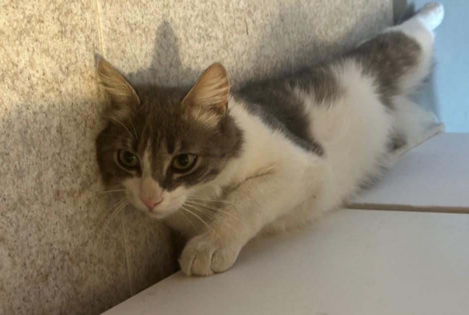 Alerte Disparition Chat  Mâle , 1 ans Ostwald France