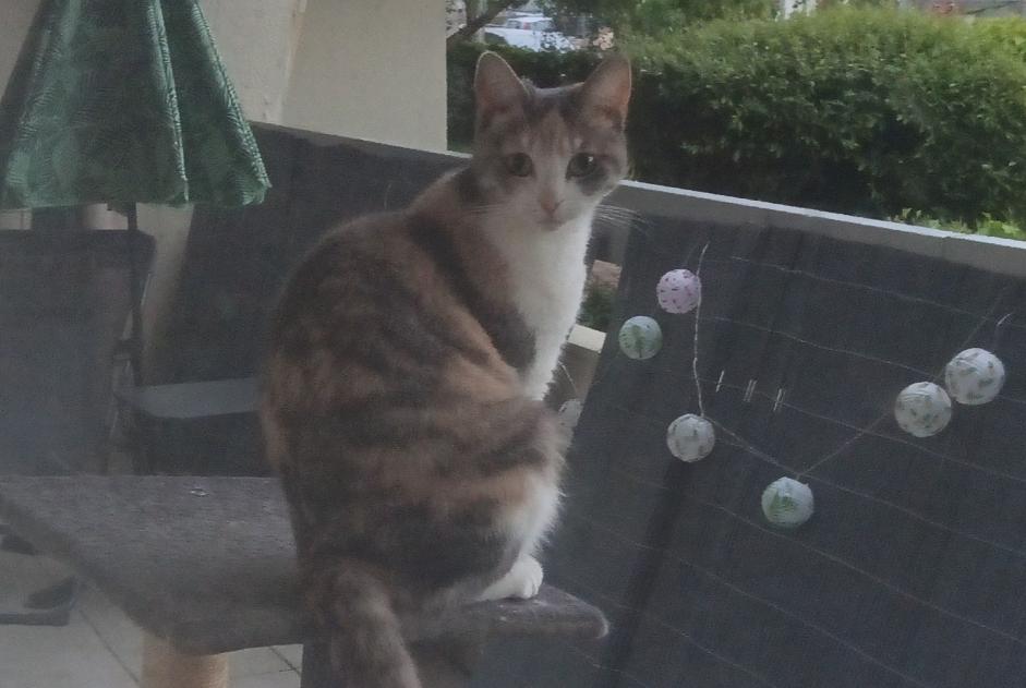 Alerte Disparition Chat Femelle , 2 ans Gien France