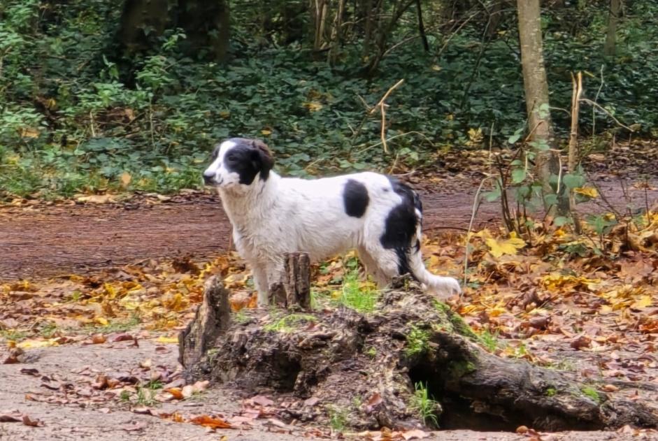 Avviso Ritrovamento Cane incrocio di razze Non conosciuta Vincennes Francia