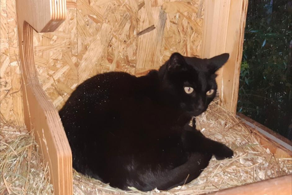 Avviso scomparsa Gatto Maschio , 8 anni Les Matelles Francia