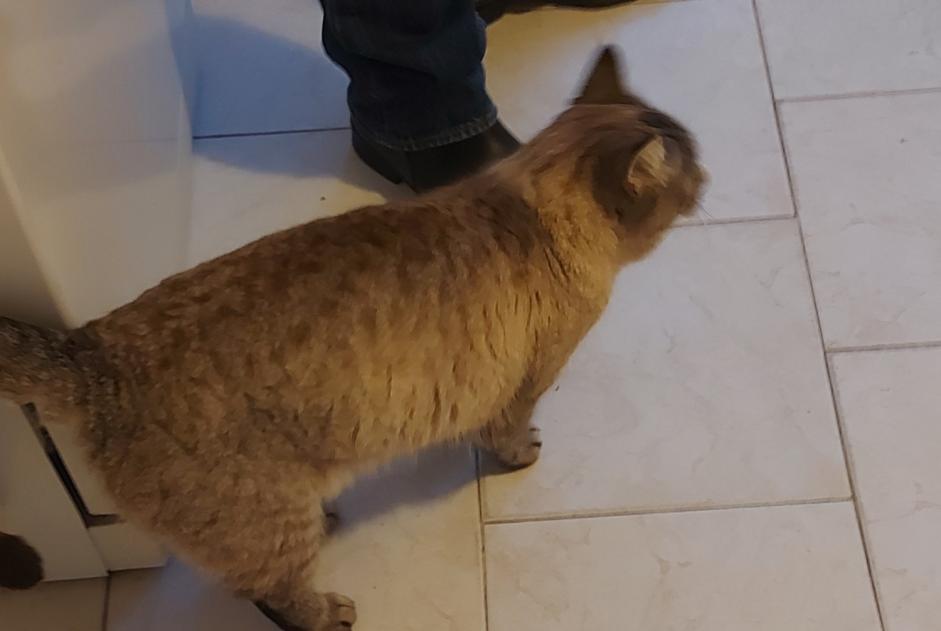 Avviso scomparsa Gatto incrocio di razze Femmina , 4 anni La Selle-la-Forge Francia